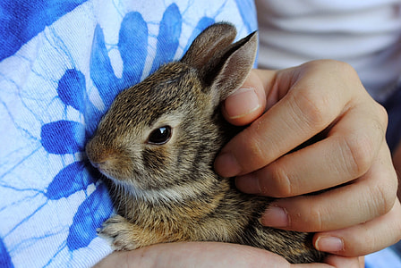 person holding brown animal thumbnail