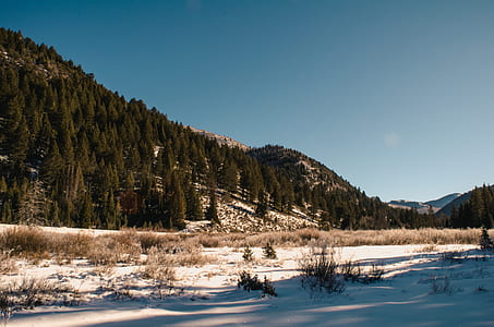 Photography of Trees on Mountain thumbnail