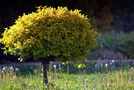 green leaf tree surrounded by green grass thumbnail