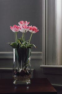 photo of five white-and-red petaled flower plants near window thumbnail