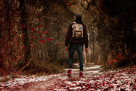 Person Wearing Black Jacket in the Middle of Forest thumbnail