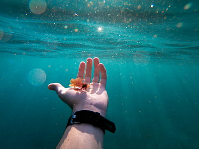 person underwater holding orange fish thumbnail
