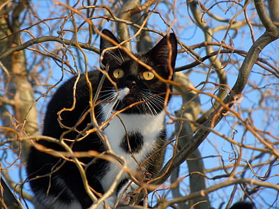 shallow focus photography of Tuxedo cat thumbnail