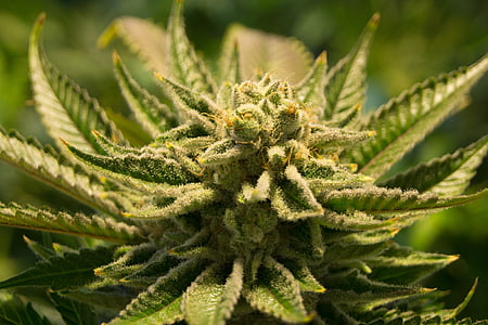 close-up photo of green leaf plant thumbnail