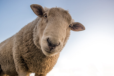 Curious Sheep Blue Sky Closeup thumbnail