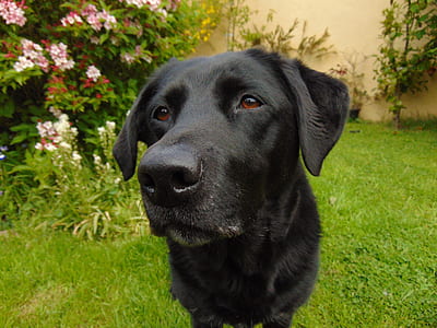 black Labrador retriever sitting on green grass thumbnail