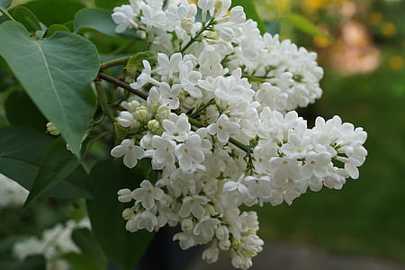 selective focus photography of white lilacs thumbnail