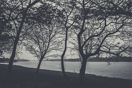 grayscale photography of trees beside calm body of water thumbnail