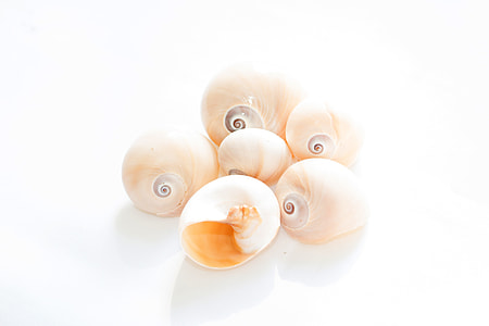 Abstract, Background Conches thumbnail