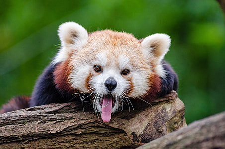 brown animal sticking its tongue out thumbnail