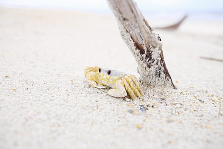 brown and gray crab near wood branch and body of water thumbnail