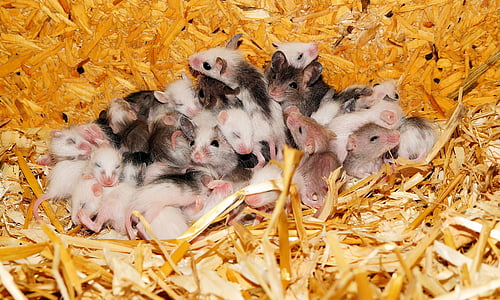 white and brown mice thumbnail