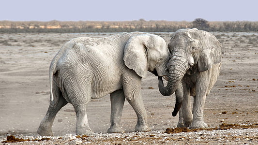 two elephants thumbnail