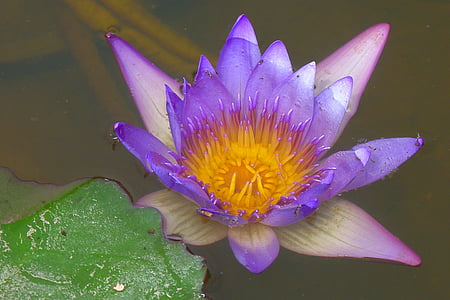 selective focus photography of purple and pink lotus flower thumbnail