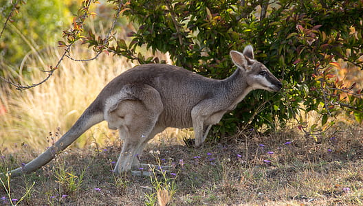 brown kangaroo beside green leaf trees during daytime thumbnail