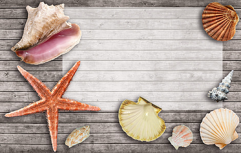 seashells themed illustration thumbnail
