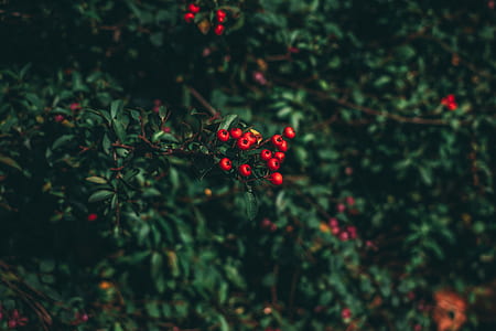 selective focus photography of red fruit thumbnail