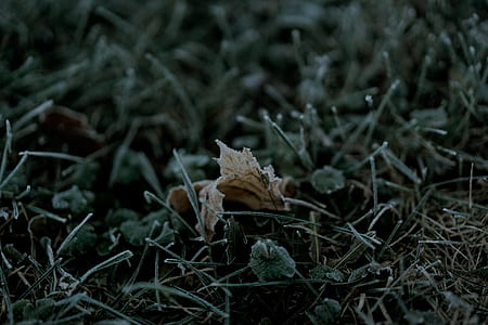 shallow focus photography of leaf thumbnail