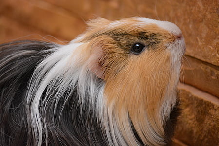 close-up photo of guinea pig thumbnail