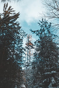 green trees thumbnail