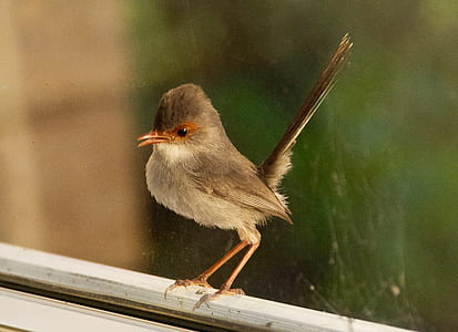 brown bird on panel thumbnail