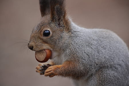 brown squirrel thumbnail