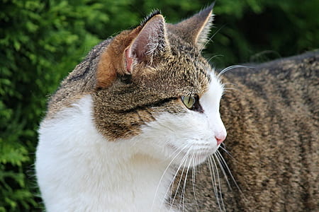 close-up photography of white and brown tabby cat thumbnail