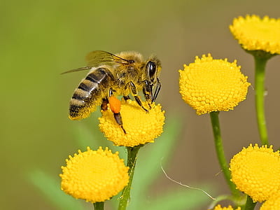 nature, flowers, animal, petals thumbnail