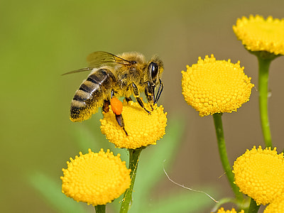 black bee on yellow flower selective focus photography thumbnail