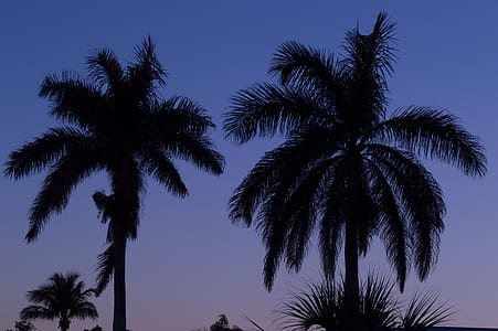 silhouette of palm trees thumbnail