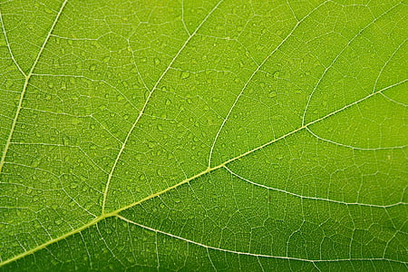 geren leaf in close-up photography thumbnail