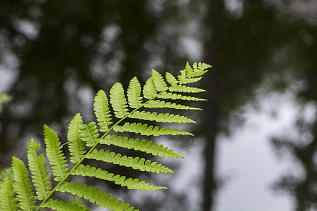 green fern thumbnail