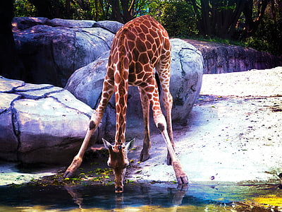 brown giraffe drinking water thumbnail
