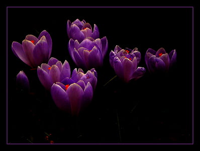 purple petaled flowers thumbnail