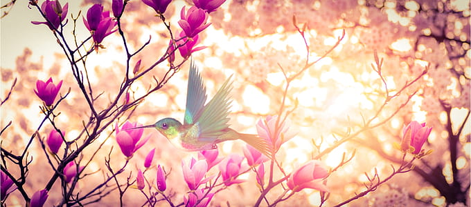 pink magnolias painting thumbnail