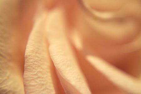 pink rose closeup photography thumbnail