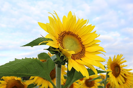 shallow focus photography of yellow sunflowers thumbnail