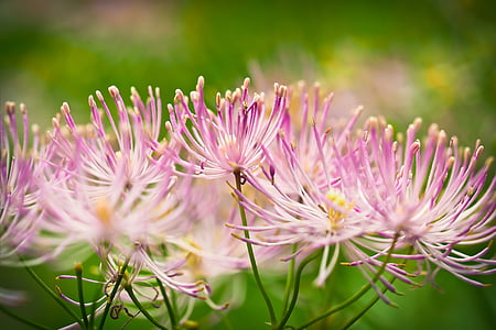 shallow focus photography of purple flowers thumbnail