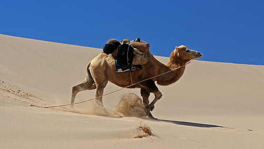 running brown camel on sand thumbnail
