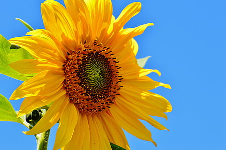 close-up photo of sunflower under blue sky thumbnail