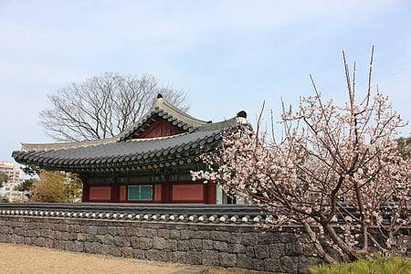 tree beside concrete wall thumbnail