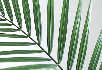 green palm leaf thumbnail