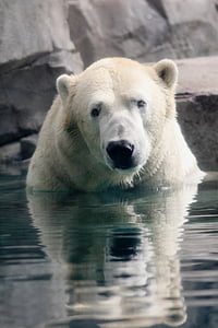 polar bear in body of water during daytime thumbnail