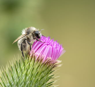 closeup photo of honey bee on pink petaled flower thumbnail