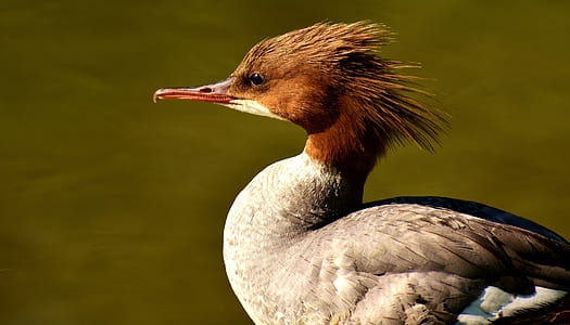 brown, white, and black bird near body of water during daytime thumbnail