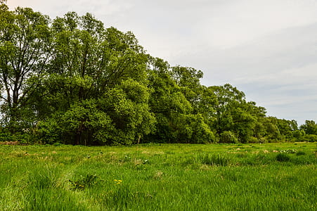 green leafed trees and grass thumbnail