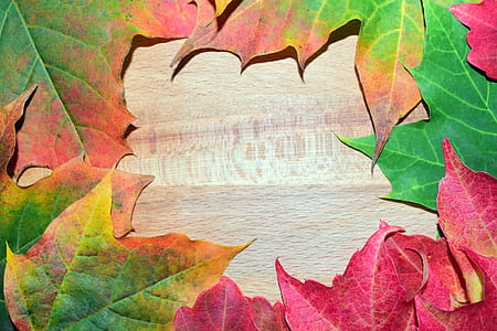 several green leaves on wooden surface thumbnail