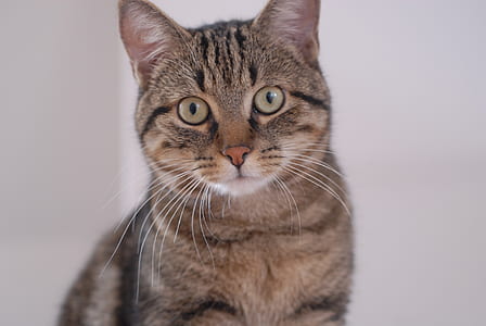 closeup photography of brown tabby cat thumbnail