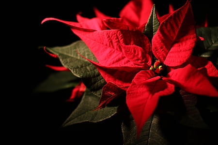 red poinsettia flower in bloom close up photo thumbnail