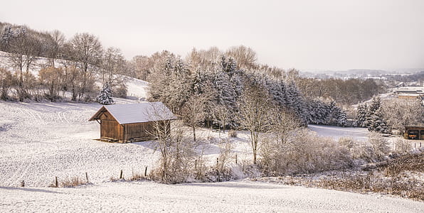 cabin in forest thumbnail